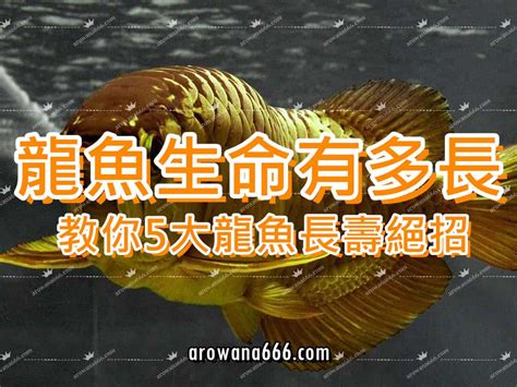 銀龍魚壽命|銀龍魚的壽命，易發病有哪些